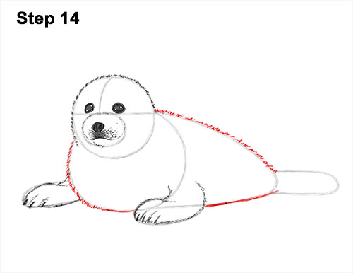 Draw a White Harp Seal Pup 14 How to Draw a Fluffy Cute Baby Harp Seal Pup 14