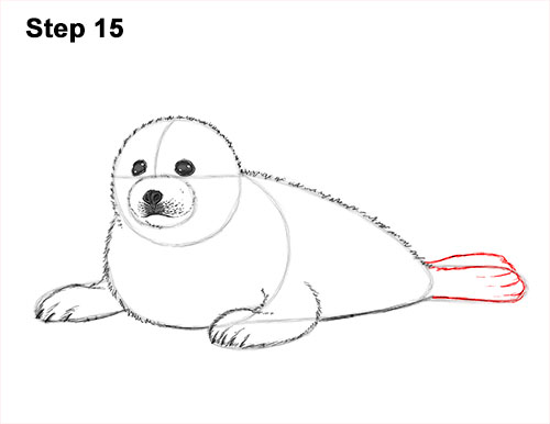 Draw a White Harp Seal Pup 15 How to Draw a Fluffy Cute Baby Harp Seal Pup 15