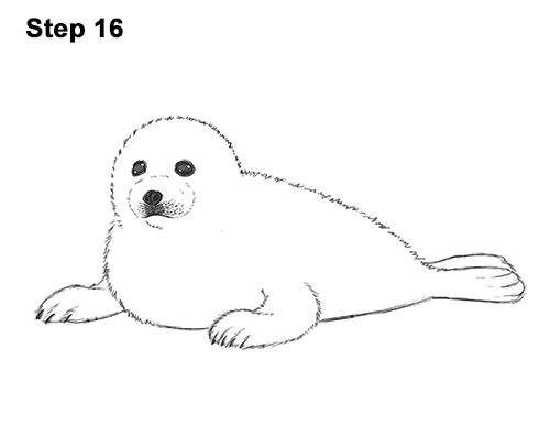 Draw a White Harp Seal Pup 16 How to Draw a Fluffy Cute Baby Harp Seal Pup 16