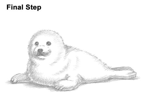 Draw a White Harp Seal Pup How to Draw a Fluffy Cute Baby Harp Seal Pup
