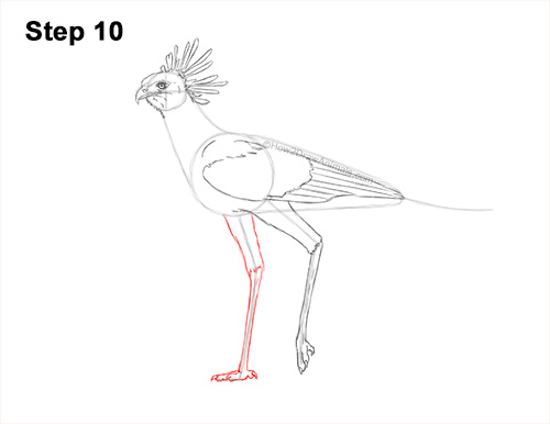 Draw a Secretary Bird Walking 10 How to Draw a Secretary Bird Walking Side View 10