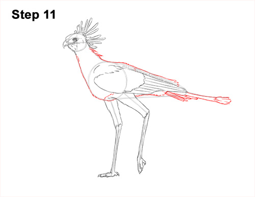 Draw a Secretary Bird Walking 11 How to Draw a Secretary Bird Walking Side View 11