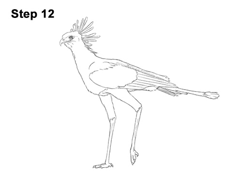 Draw a Secretary Bird Walking 12 How to Draw a Secretary Bird Walking Side View 12
