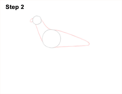 How to Draw a Secretary Bird Walking Side View 2
