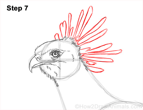 How to Draw a Secretary Bird Walking Side View 7