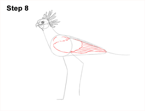 Draw a Secretary Bird Walking 8 How to Draw a Secretary Bird Walking Side View 8