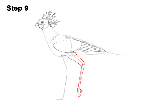 Draw a Secretary Bird Walking 9 How to Draw a Secretary Bird Walking Side View 9