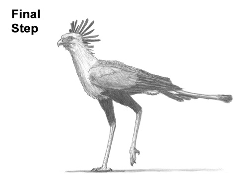 Draw a Secretary Bird Walking How to Draw a Secretary Bird Walking Side View