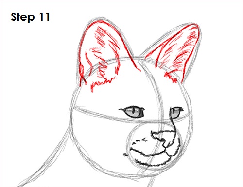Draw Serval 11