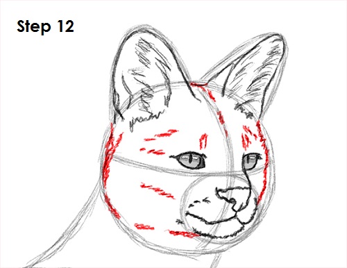 Draw Serval 12