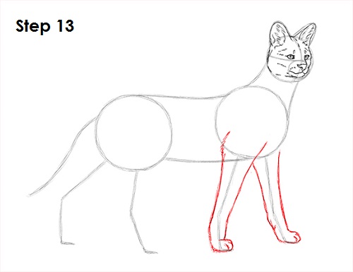 Draw Serval 13