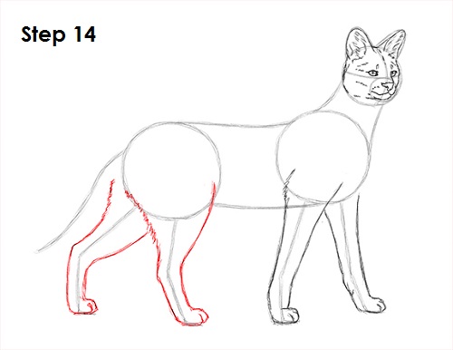 Draw Serval 14