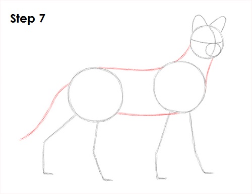 Serval Drawing 7 Draw Serval 7