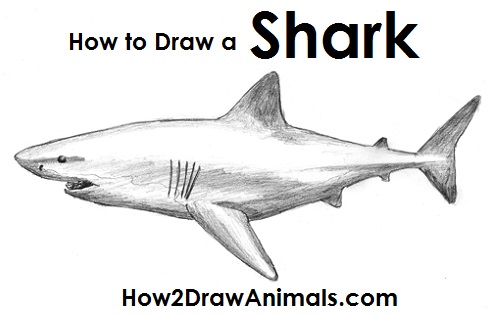Great White Shark Drawing How to Draw a Great White Shark Side View