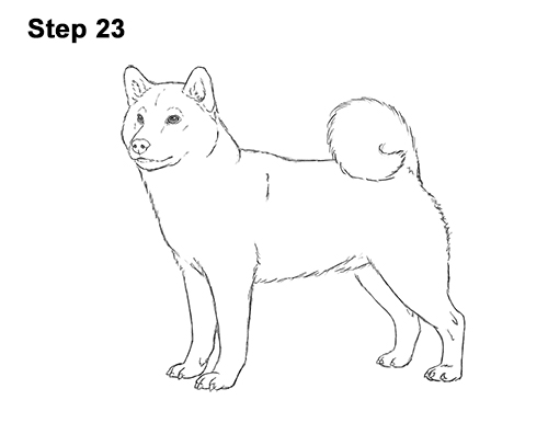 How to Draw a Shiba Inu Puppy Dog 23