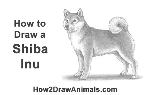 Draw a Shiba Inu Dog How to Draw a Shiba Inu Puppy Dog