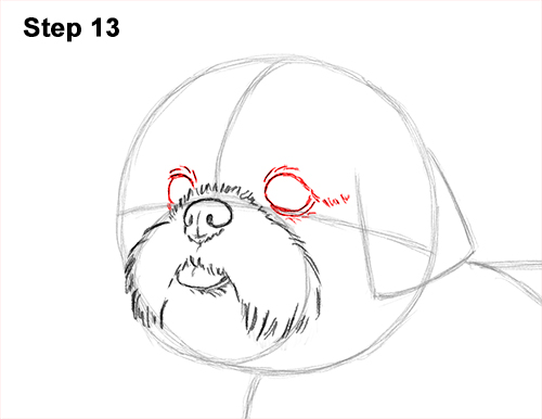 How to Draw a Cute Shih Tzu Puppy Dog 13