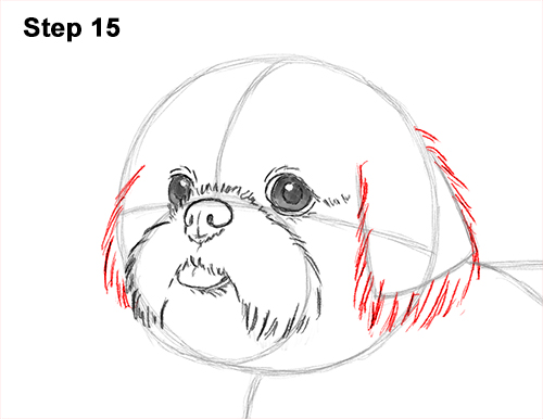 Draw Shih Tzu Dog 15 How to Draw a Cute Shih Tzu Puppy Dog 15