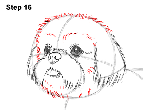Draw Shih Tzu Dog 16 How to Draw a Cute Shih Tzu Puppy Dog 16