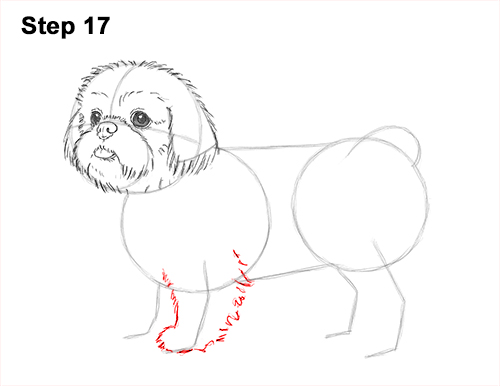 Draw Shih Tzu Dog 17 How to Draw a Cute Shih Tzu Puppy Dog 17