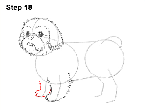 Draw Shih Tzu Dog 18 How to Draw a Cute Shih Tzu Puppy Dog 18