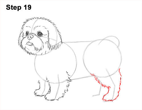 Draw Shih Tzu Dog 19 How to Draw a Cute Shih Tzu Puppy Dog 19