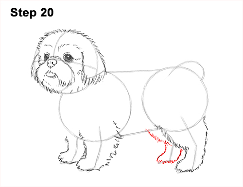 Draw Shih Tzu Dog 20 How to Draw a Cute Shih Tzu Puppy Dog 20