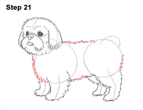 Draw Shih Tzu Dog 21 How to Draw a Cute Shih Tzu Puppy Dog 21