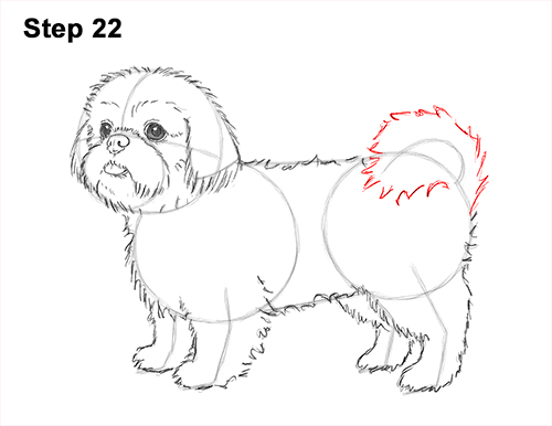Draw Shih Tzu Dog 22 How to Draw a Cute Shih Tzu Puppy Dog 22