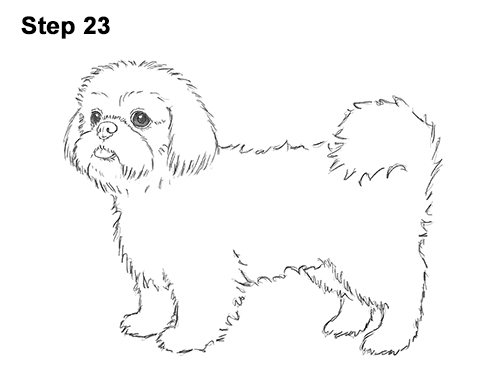 Draw Shih Tzu Dog 23 How to Draw a Cute Shih Tzu Puppy Dog 23