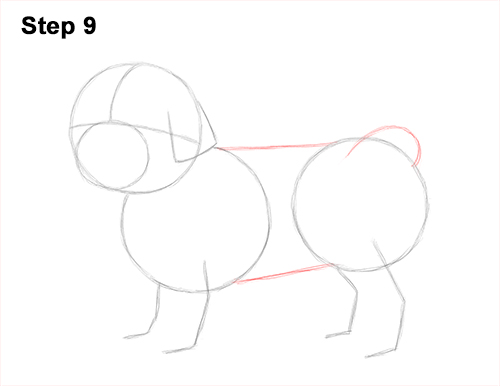 Draw Shih Tzu Dog 9 How to Draw a Cute Shih Tzu Puppy Dog 9