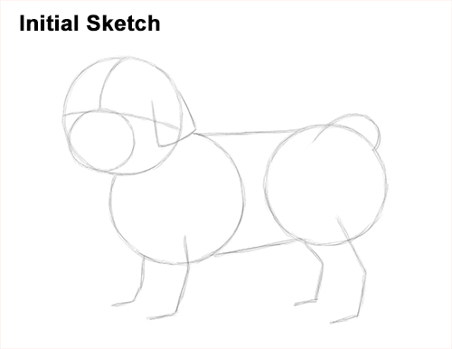 Draw Shih Tzu Dog Initial Sketch How to Draw a Cute Shih Tzu Puppy Dog Sketch