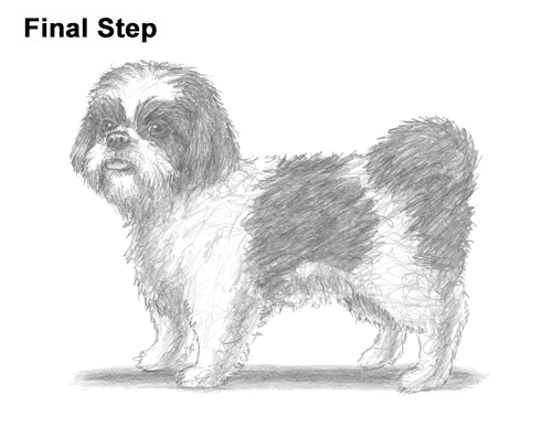 Draw Shih Tzu Dog How to Draw a Cute Shih Tzu Puppy Dog