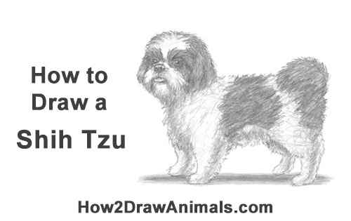 Draw a Shih Tzu Dog How to Draw a Cute Shih Tzu Puppy Dog