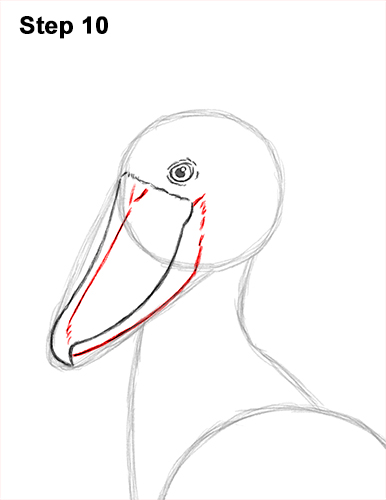 How to Draw a Shoebill Whale-headed Stork Bird 10