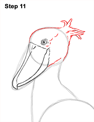 How to Draw a Shoebill Whale-headed Stork Bird 11