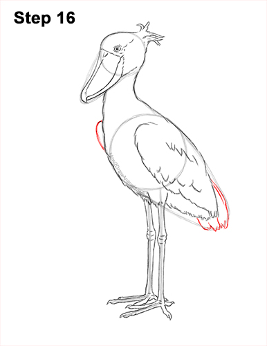 How to Draw a Shoebill Whale-headed Stork Bird 16