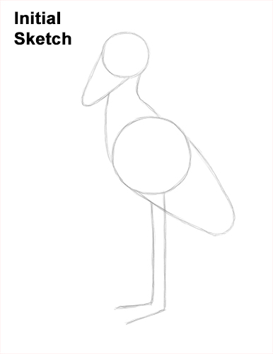How to Draw a Shoebill Whale-headed Stork Bird Guide Lines