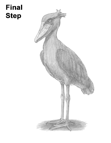 How to Draw a Shoebill Whale-headed Stork Bird