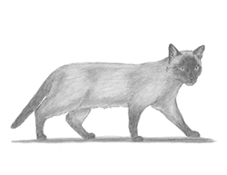 How to Draw a Cat (Siamese)