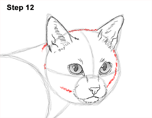 Draw Siamese Cat 12