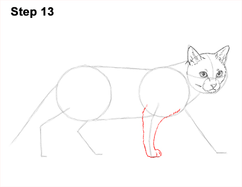 Draw Siamese Cat 13