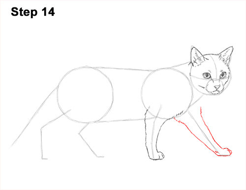 Draw Siamese Cat 14