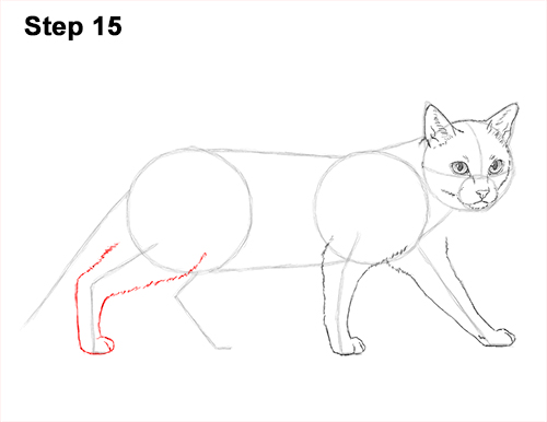 Draw Siamese Cat 15