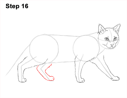 Draw Siamese Cat 16