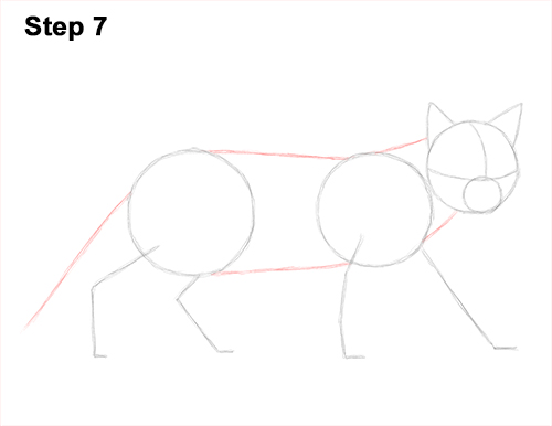 Siamese Cat Drawing 7 Draw Siamese Cat 7
