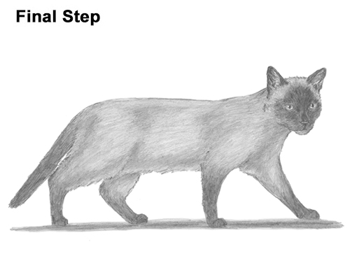 Draw Siamese Cat
