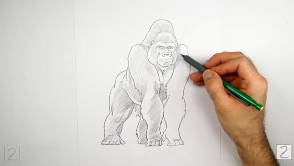 How to Draw a Gorilla Facial Features