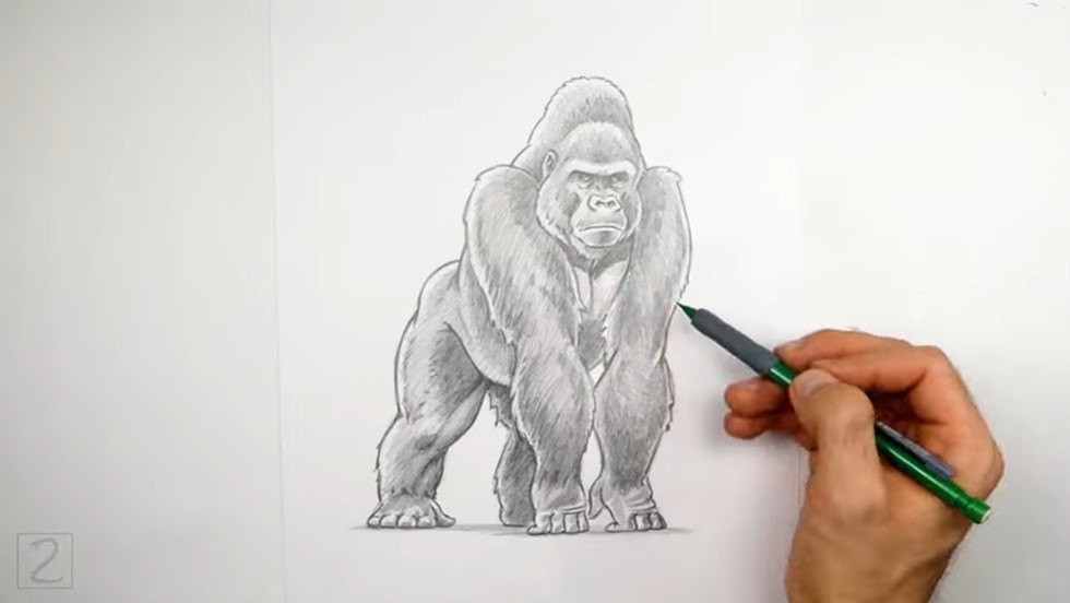 How to Draw a Gorilla Muscles and Limbs