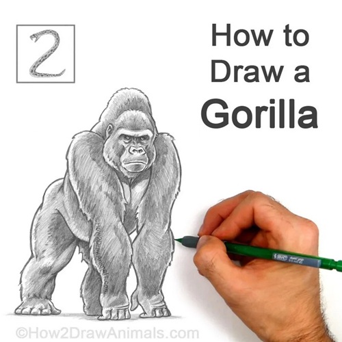How to Draw a Gorilla Shading and Shadows